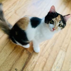 Colby, Young Female Domestic Short Hair