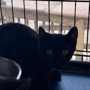 Moonshine, Young Female Domestic Short Hair