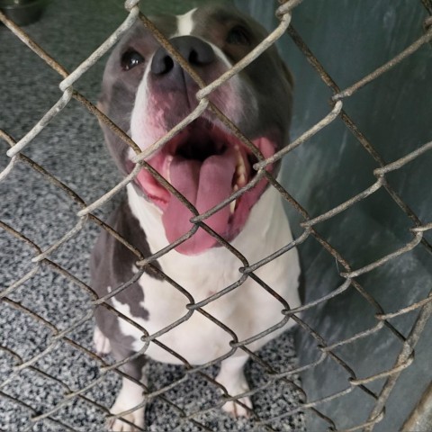 24-043/GIA, an adoptable Pit Bull Terrier in Tawas City, MI, 48763 | Photo Image 1