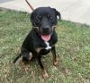 Bingo - FREE TO ADOPT! photo 2