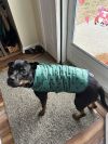 Bingo - FREE TO ADOPT! photo 3