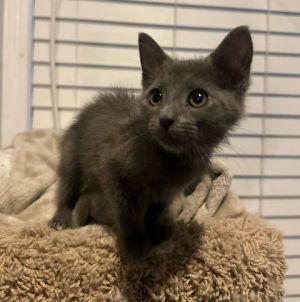 Meet Mulligan an adorable gray male kitten with a heart of gold and boundless energy Mulligan is a