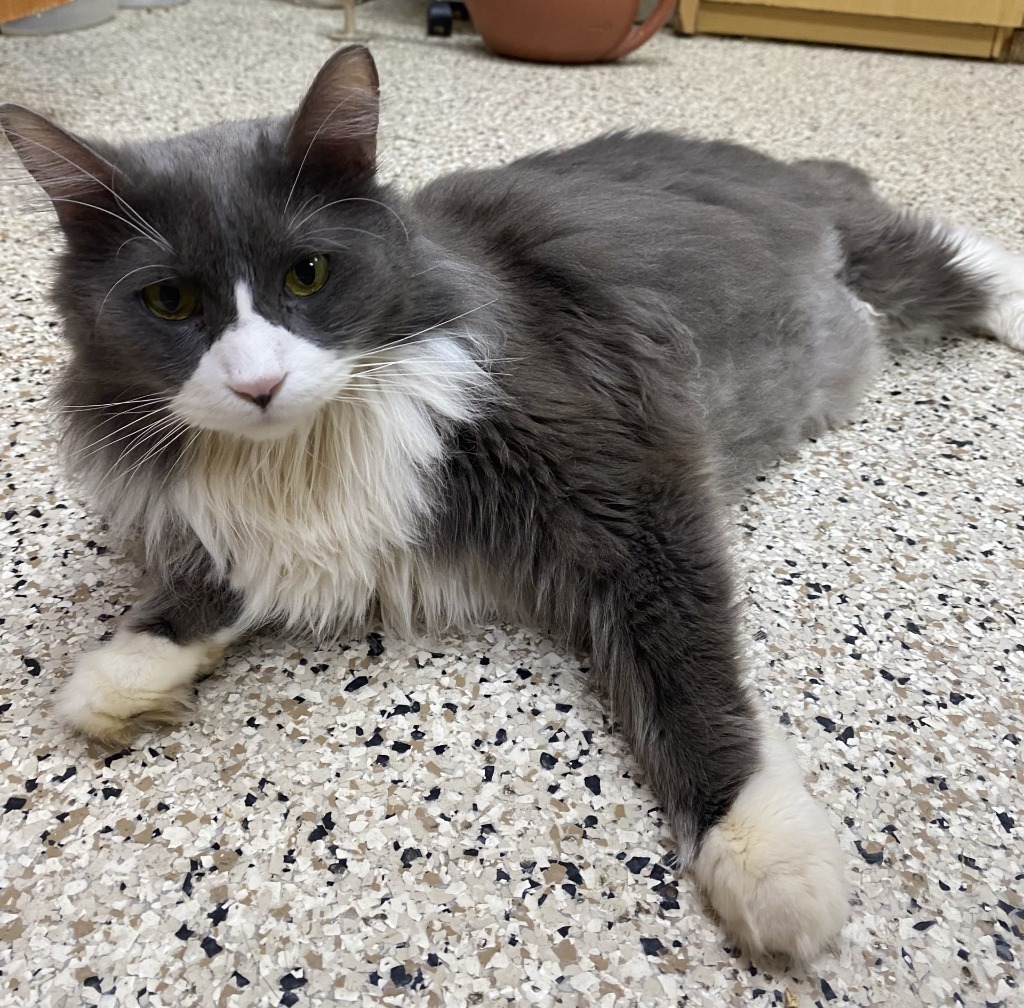 FINN, an adoptable Domestic Long Hair in Little Rock, AR, 72210 | Photo Image 1