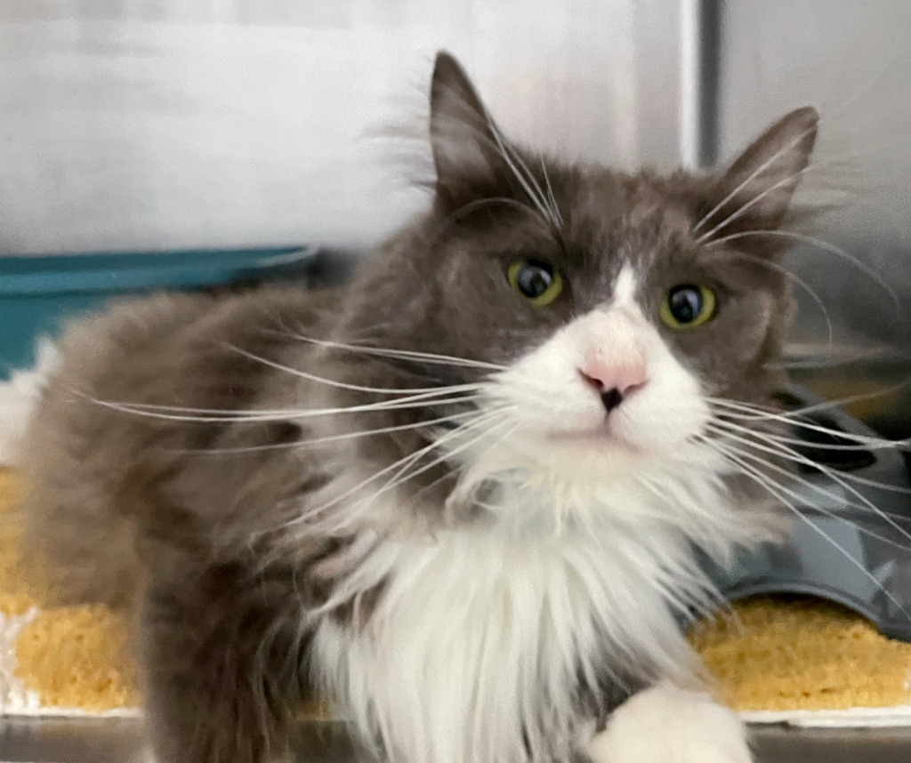FINN, an adoptable Domestic Long Hair in Little Rock, AR, 72210 | Photo Image 2