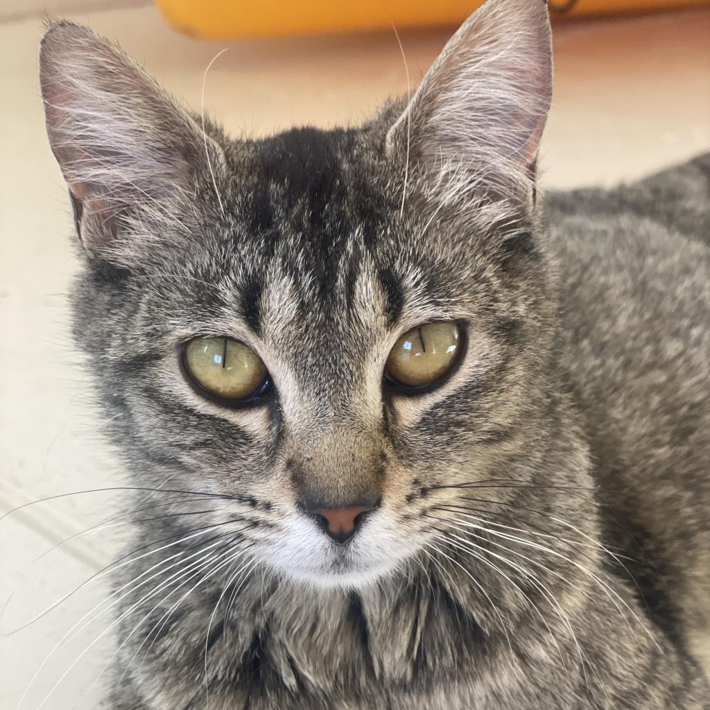 Judy, an adoptable Domestic Short Hair in Hailey, ID, 83333 | Photo Image 1