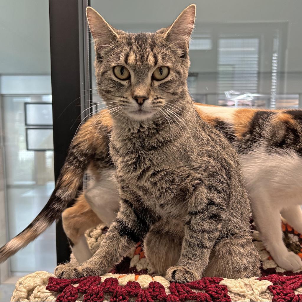 Judy, an adoptable Domestic Short Hair in Hailey, ID, 83333 | Photo Image 2