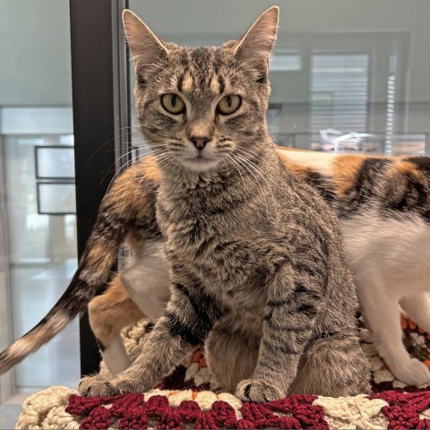 Judy, an adoptable Domestic Short Hair in Hailey, ID, 83333 | Photo Image 3