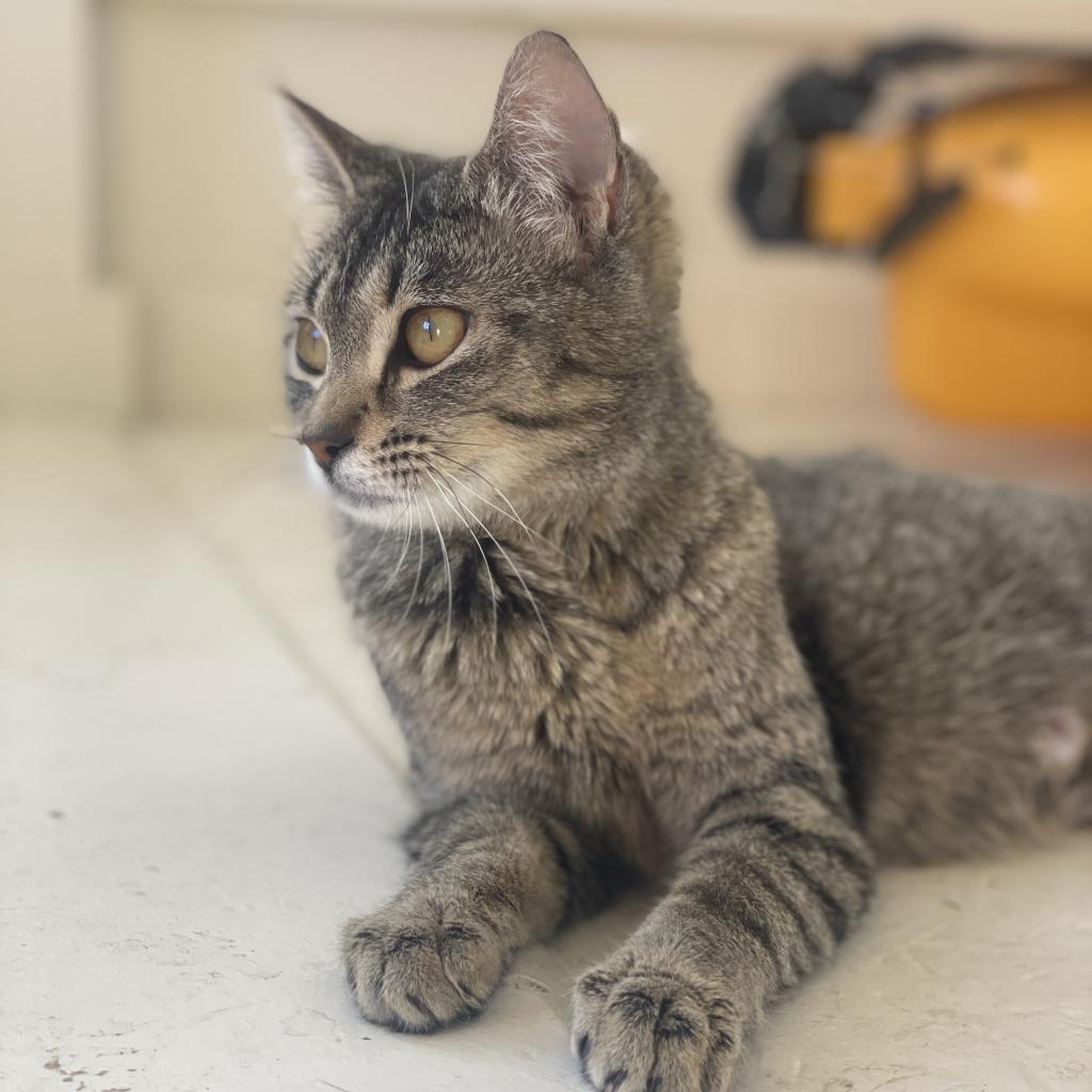 Judy, an adoptable Domestic Short Hair in Hailey, ID, 83333 | Photo Image 3