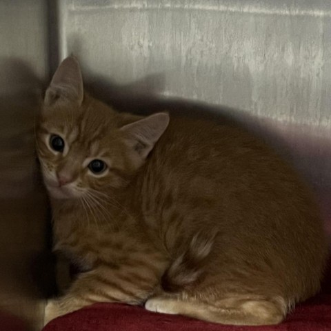 Alizarin, an adoptable Domestic Short Hair in Garden City, KS, 67846 | Photo Image 1