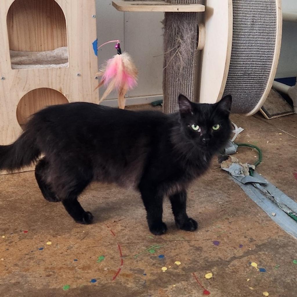 Rascal, an adoptable Domestic Long Hair in Tanner, AL, 35671 | Photo Image 1