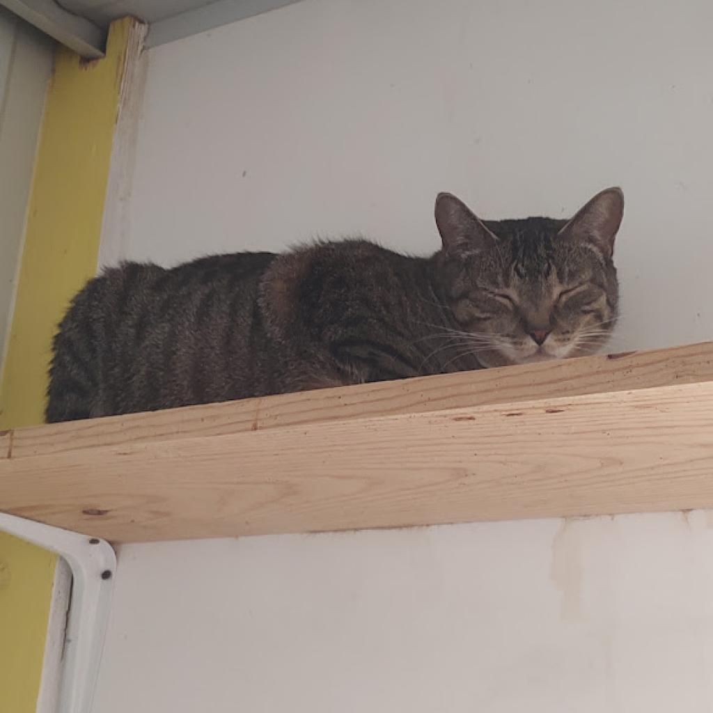 CJ, an adoptable Domestic Short Hair in Tanner, AL, 35671 | Photo Image 3