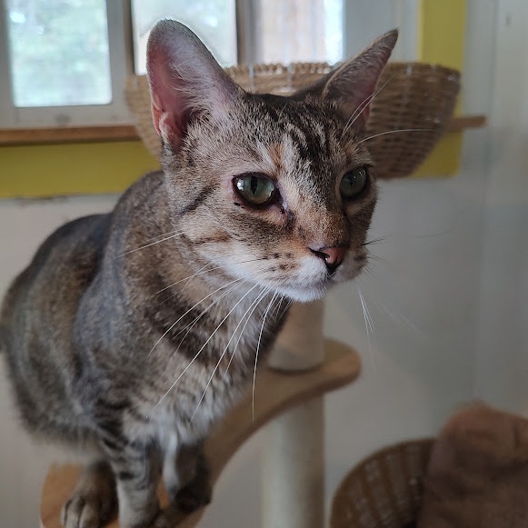 Lilly, an adoptable Domestic Short Hair in Tanner, AL, 35671 | Photo Image 1