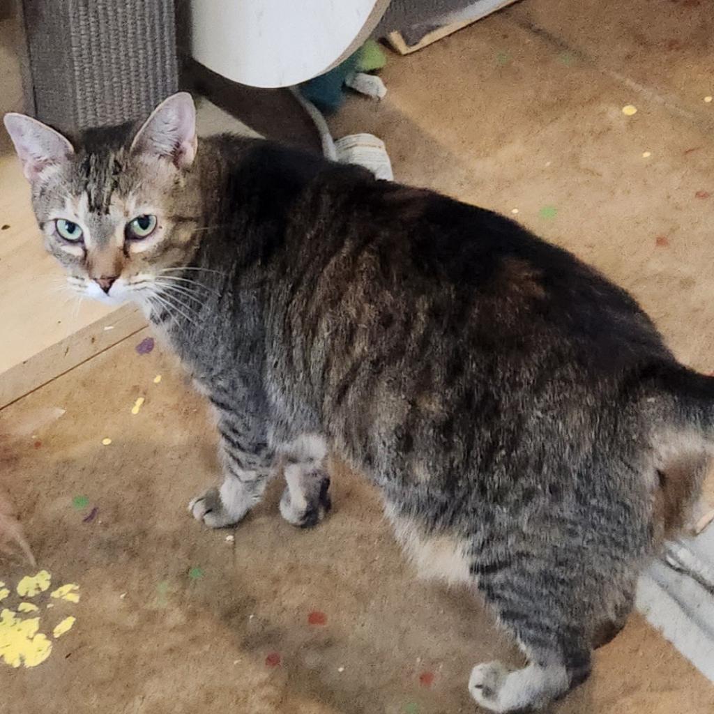 Lilly, an adoptable Domestic Short Hair in Tanner, AL, 35671 | Photo Image 2