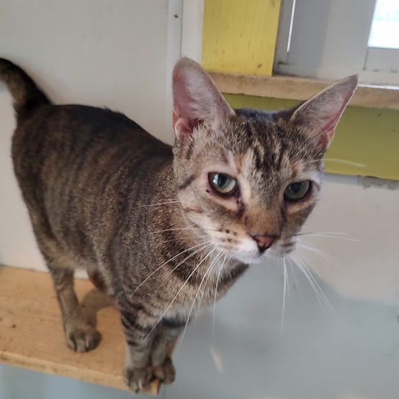 Lilly, an adoptable Domestic Short Hair in Tanner, AL, 35671 | Photo Image 3