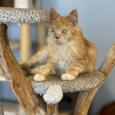 Duck Tales, an adoptable Domestic Long Hair in Park City, UT, 84098 | Photo Image 1