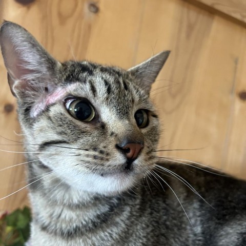 Shepherds Pie, an adoptable Domestic Short Hair in Park City, UT, 84098 | Photo Image 1