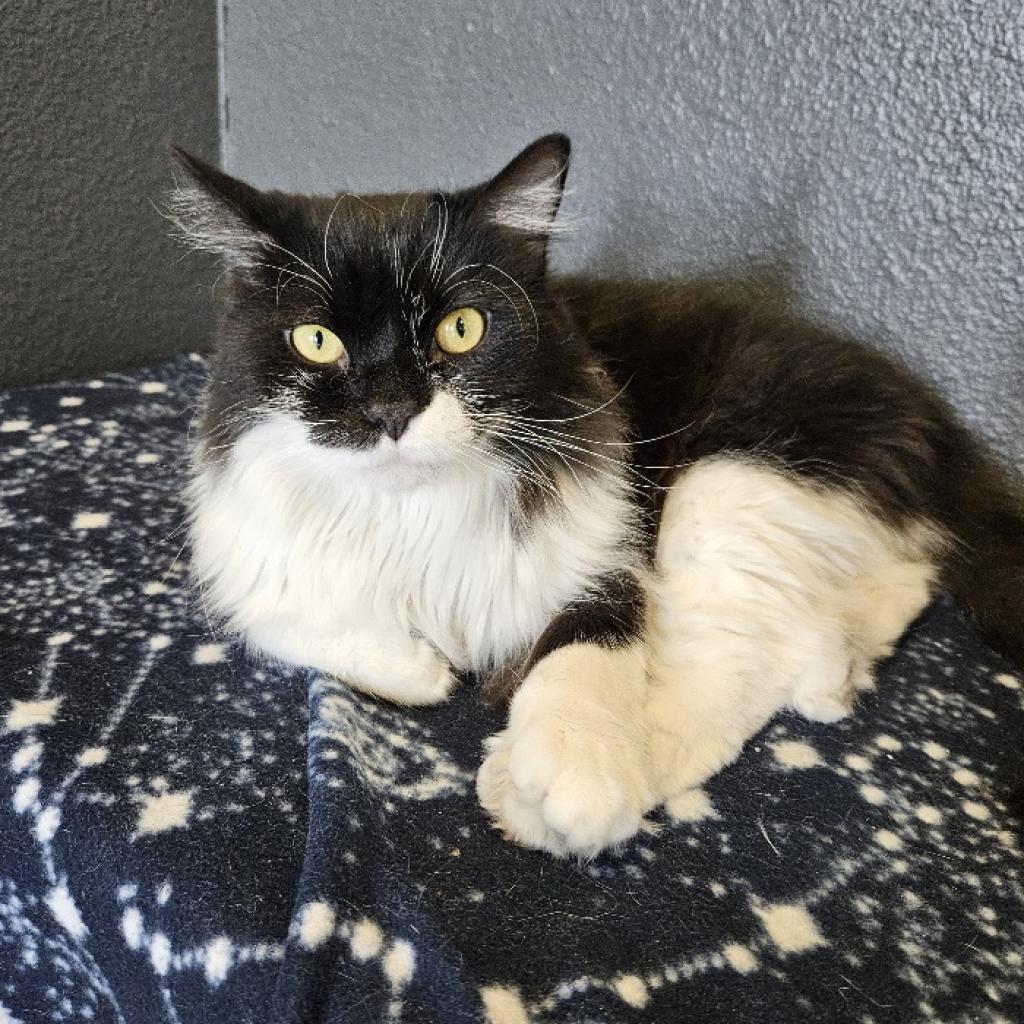 Sal, an adoptable Domestic Long Hair in Las Vegas, NV, 89146 | Photo Image 1