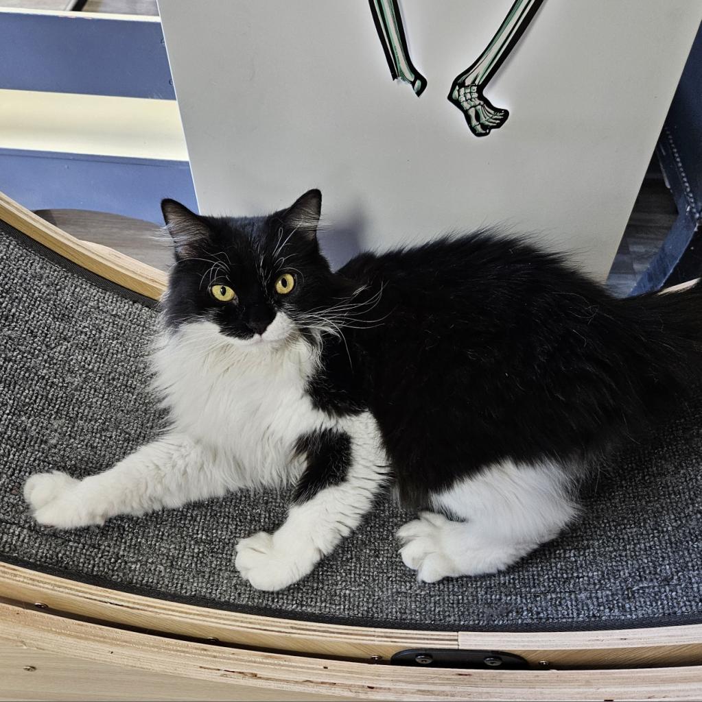 Sal, an adoptable Domestic Long Hair in Las Vegas, NV, 89146 | Photo Image 2