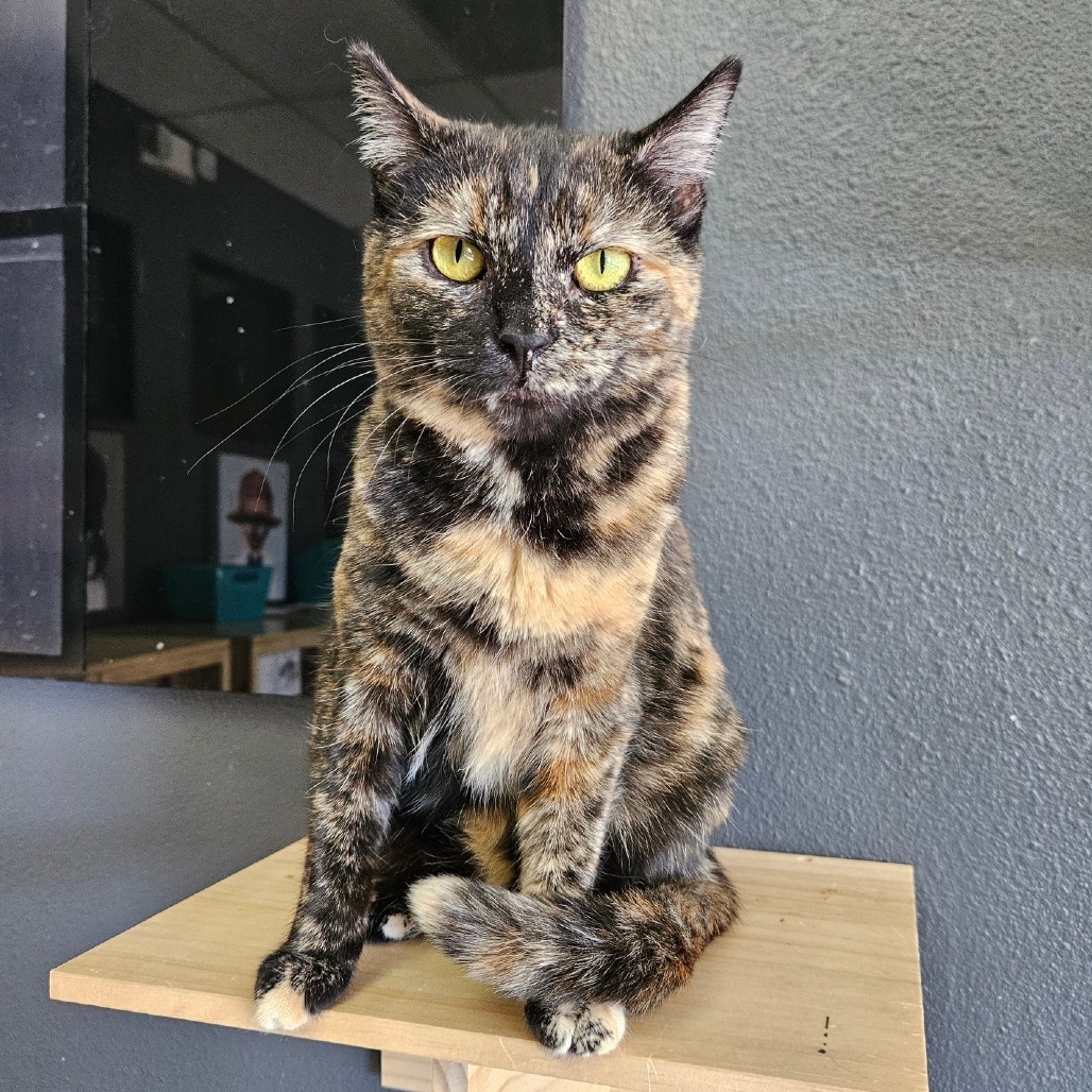 Babs, an adoptable Domestic Short Hair in Las Vegas, NV, 89146 | Photo Image 1