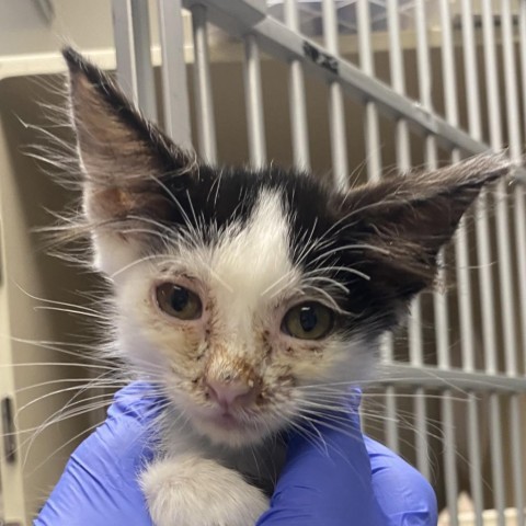 Tad, an adoptable Domestic Medium Hair in Yuma, AZ, 85365 | Photo Image 1