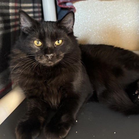 Dory, an adoptable Domestic Medium Hair in Fredericksburg, TX, 78624 | Photo Image 1