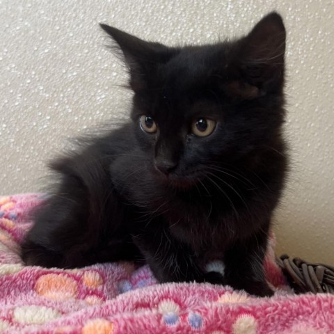 Dory, an adoptable Domestic Medium Hair in Fredericksburg, TX, 78624 | Photo Image 2