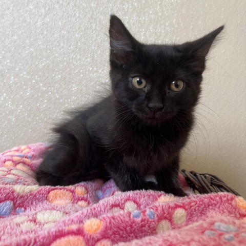 Dory, an adoptable Domestic Medium Hair in Fredericksburg, TX, 78624 | Photo Image 3