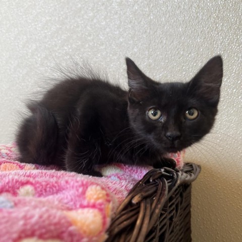 Dory, an adoptable Domestic Medium Hair in Fredericksburg, TX, 78624 | Photo Image 4