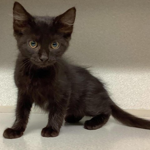 Dory, an adoptable Domestic Medium Hair in Fredericksburg, TX, 78624 | Photo Image 5