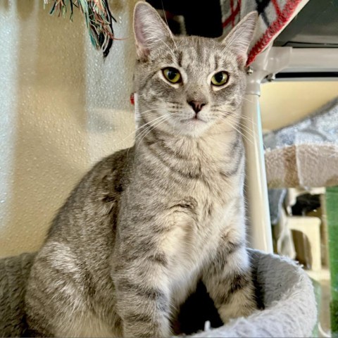 Simba, an adoptable Domestic Short Hair in Fredericksburg, TX, 78624 | Photo Image 1