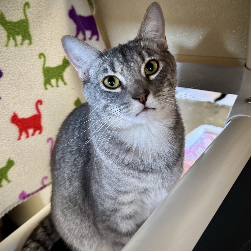 Simba, an adoptable Domestic Short Hair in Fredericksburg, TX, 78624 | Photo Image 1
