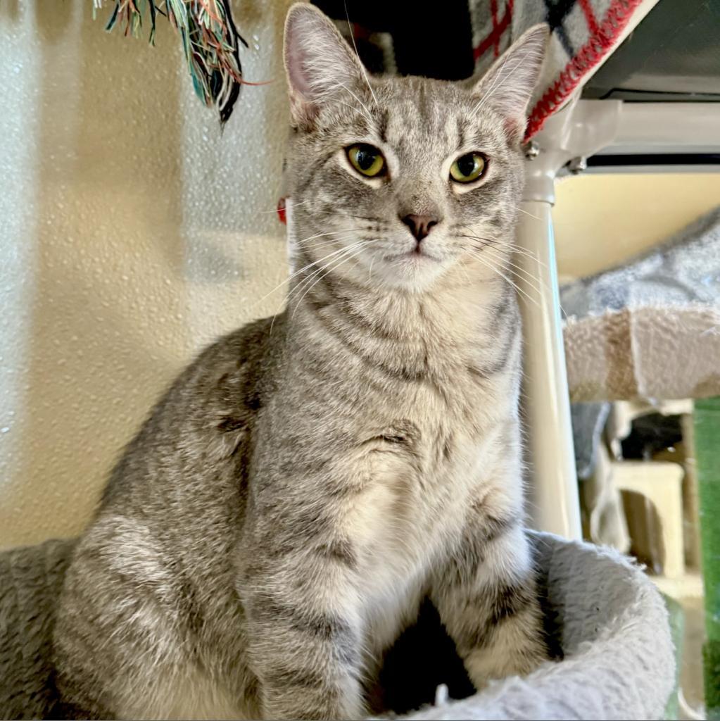 Simba, an adoptable Domestic Short Hair in Fredericksburg, TX, 78624 | Photo Image 2