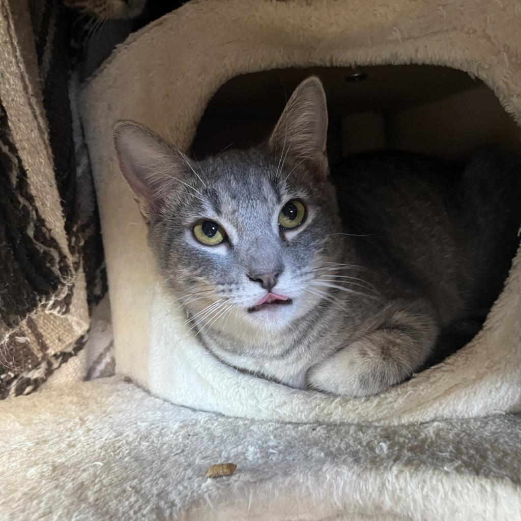 Simba, an adoptable Domestic Short Hair in Fredericksburg, TX, 78624 | Photo Image 4