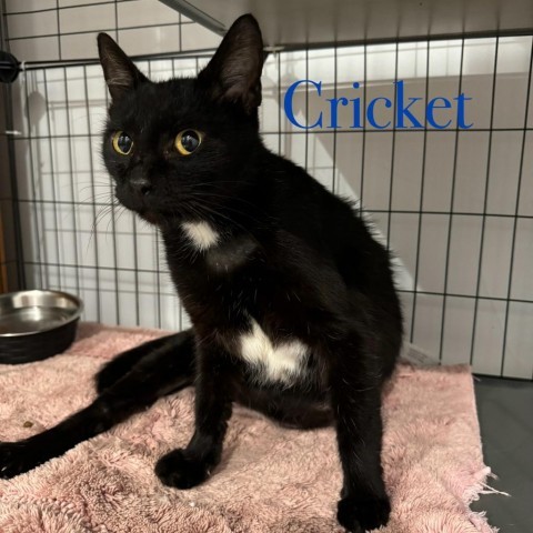 Cricket, an adoptable Domestic Short Hair in Fredericksburg, TX, 78624 | Photo Image 1