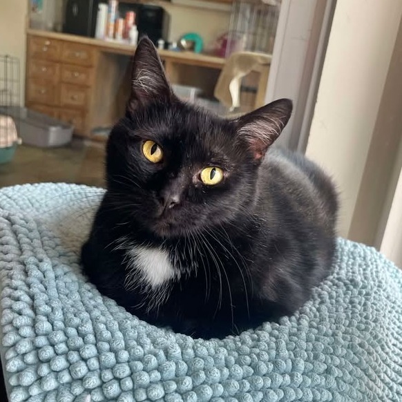 Cricket, an adoptable Domestic Short Hair in Fredericksburg, TX, 78624 | Photo Image 1