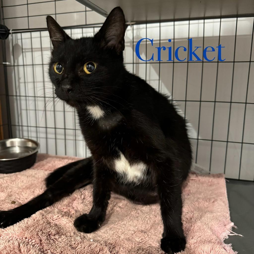 Cricket, an adoptable Domestic Short Hair in Fredericksburg, TX, 78624 | Photo Image 2