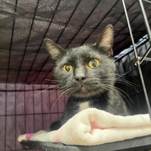 Cricket, an adoptable Domestic Short Hair in Fredericksburg, TX, 78624 | Photo Image 3