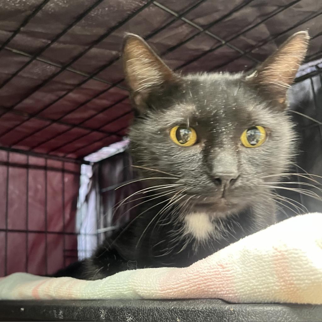 Cricket, an adoptable Domestic Short Hair in Fredericksburg, TX, 78624 | Photo Image 3