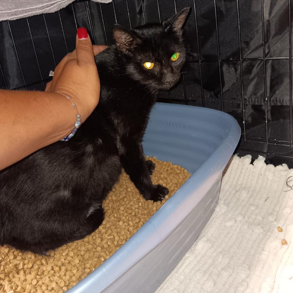 Cricket, an adoptable Domestic Short Hair in Fredericksburg, TX, 78624 | Photo Image 5