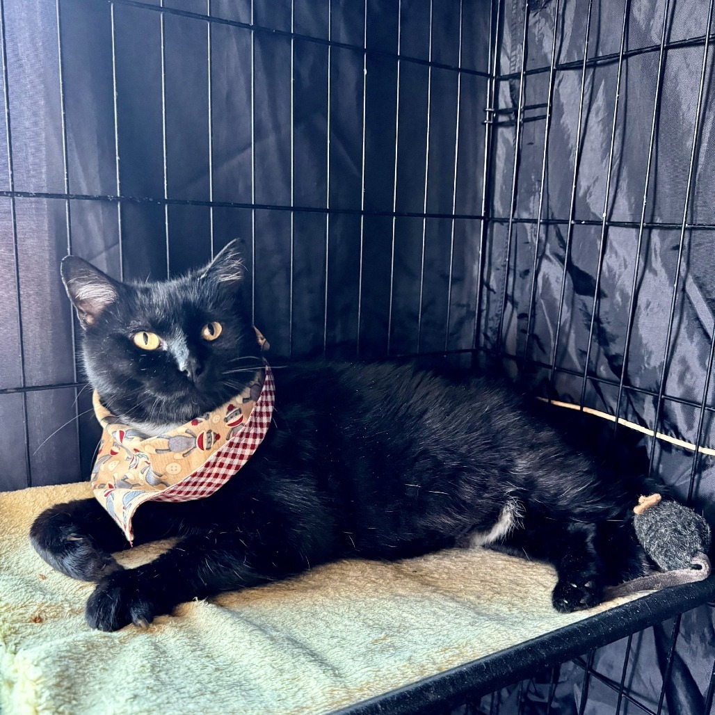 Cricket, an adoptable Domestic Short Hair in Fredericksburg, TX, 78624 | Photo Image 6