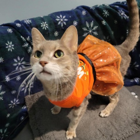 Isis Warner, an adoptable Domestic Short Hair in Eagle Mountain, UT, 84005 | Photo Image 1