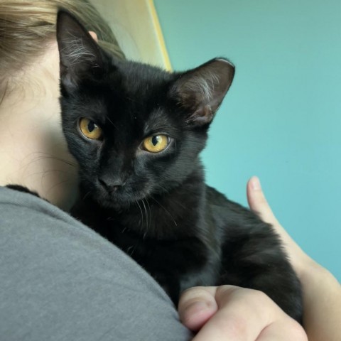 Fishnet Humbracht, an adoptable Domestic Medium Hair in Eagle Mountain, UT, 84005 | Photo Image 1