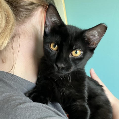 Fishnet Humbracht, an adoptable Domestic Medium Hair in Eagle Mountain, UT, 84005 | Photo Image 3