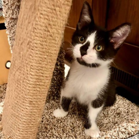 Bruce Rasmussen, an adoptable Domestic Short Hair in Eagle Mountain, UT, 84005 | Photo Image 4