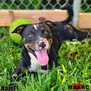 Hazel the female Mountain Cur mix Age Around 1 year Why Im a 1010 Im a good girl with lots