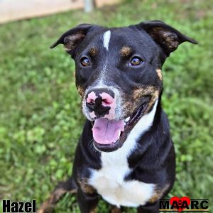 Hazel the female Mountain Cur mix Age Around 1 year Why Im a 1010 Im a good girl with lots