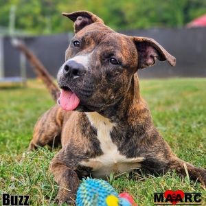 Buzz the male pittie Age Around 1 year Why Im a 1010 Im young fun and ready to play I