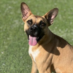 Finn, Adult Female Terrier