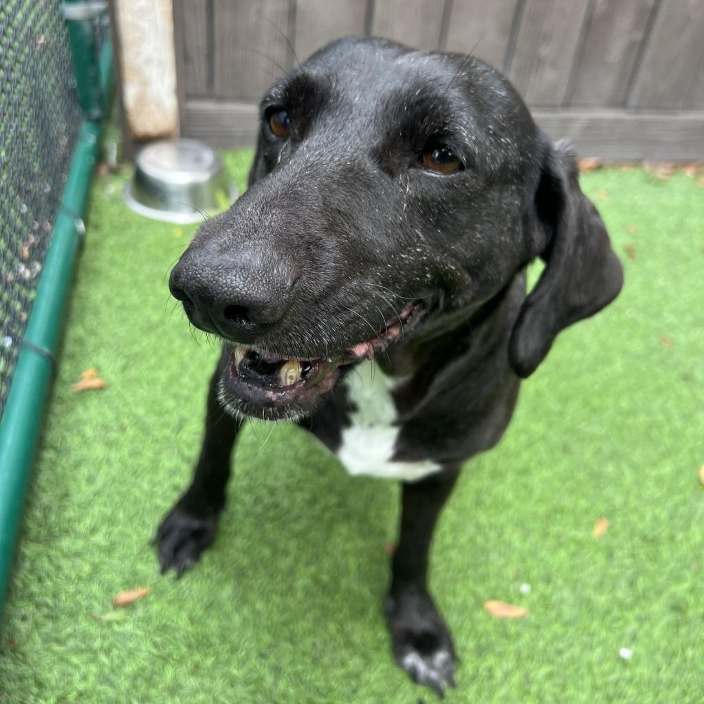 Lulu, an adoptable German Shorthaired Pointer, Weimaraner in LOXAHATCHEE, FL, 33470 | Photo Image 1