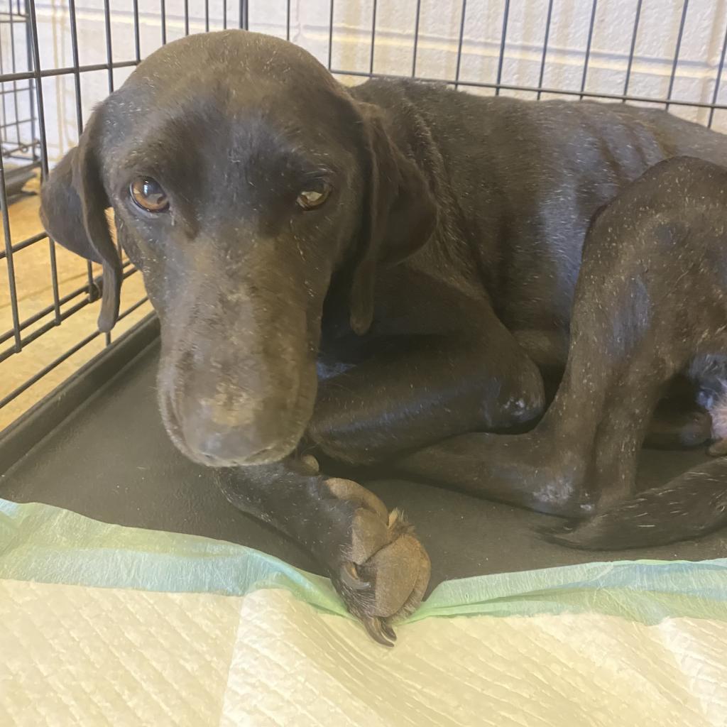 Lulu, an adoptable German Shorthaired Pointer, Weimaraner in LOXAHATCHEE, FL, 33470 | Photo Image 2